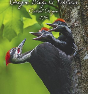 PileatedWoodpeckers